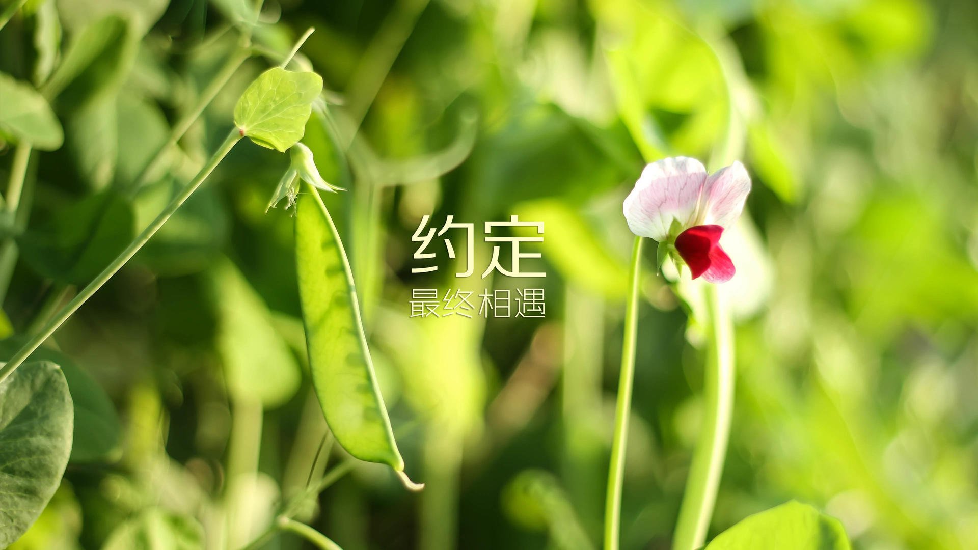 汉堡队客场失利，降级形势岌岌可危，昨晚汉堡队比赛