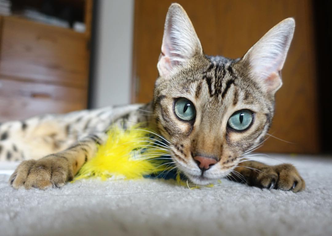 爱游戏app-主场连胜纪录遭终结球队士气面临严峻考验，nba主场连胜纪录是多少