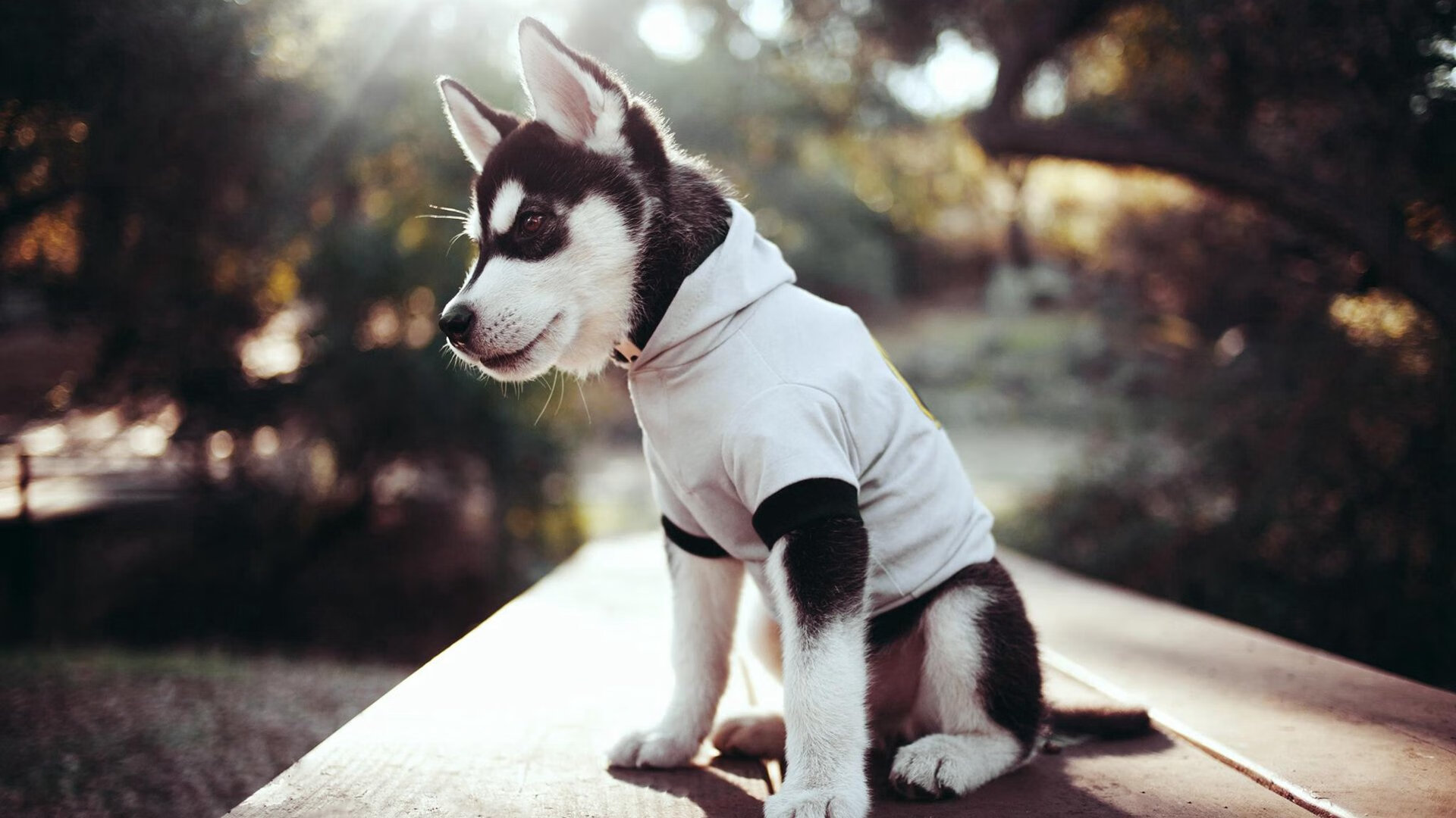 爱游戏电竞-伤停名单公布，多名核心缺阵影响球队前景，什么是伤停补时