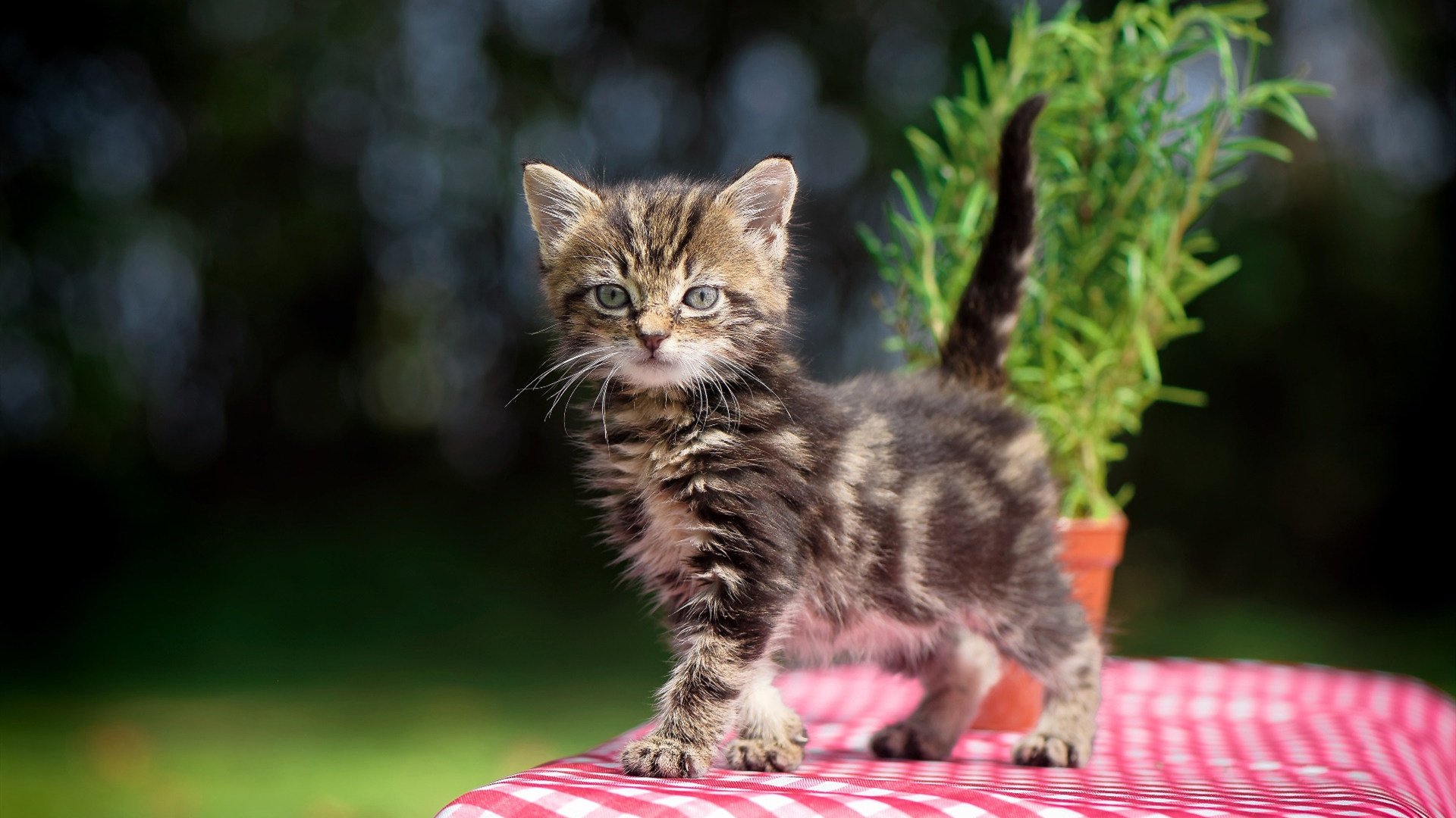 弗朗索瓦·霍尔茨豪伊泽：防线与进攻的双重威胁，展现南非队全方位优势