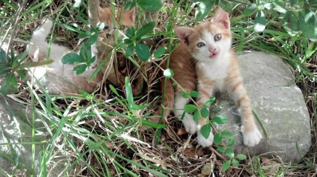 AYX官网-线上足球夏令营火热开启，打破地域限制促进全民参与，足球夏令营wbf