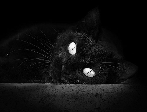 爱游戏app下载-美洲杯荒野激战：超常发挥助球队夺冠，美洲杯野蛮