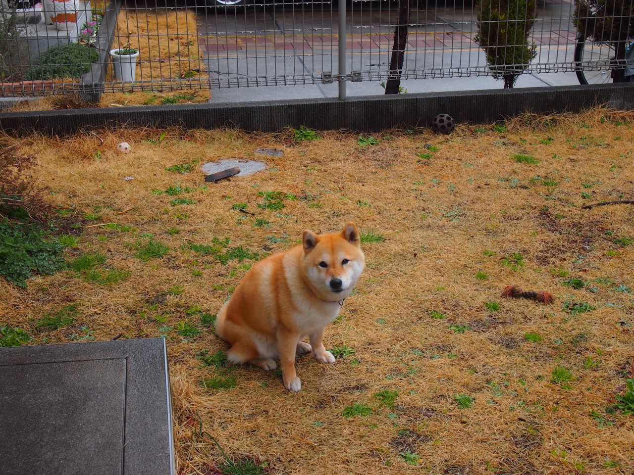 自由泳接力瑞士配合默契，自由泳接力名单