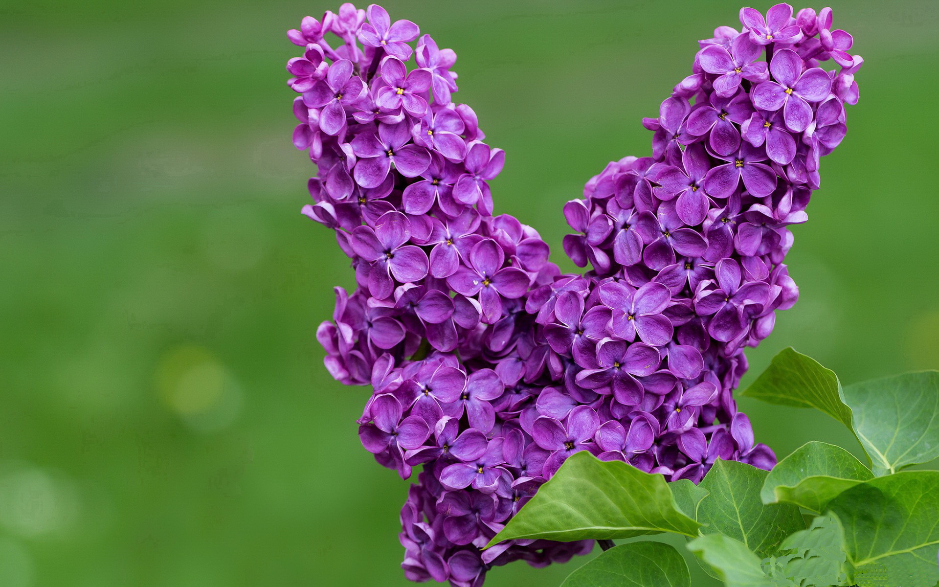 覃海洋蛙泳步频与技术完美结合,中国游泳队覃海洋