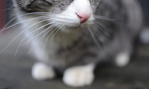 防守体系紧密，区域控制效果明显，进行防守