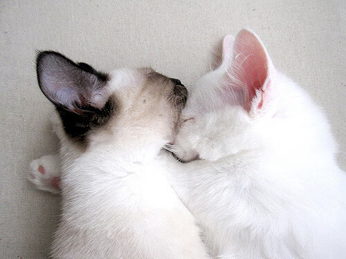 麦肯齐：全黑队的“快马”，突破防线的致命武器